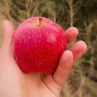 سیب|خوردنی و آشامیدنی|حسین آباد, |دیوار