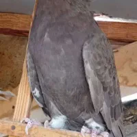 ماده دمسفید|پرنده|سمنان, |دیوار