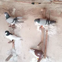 کبوتر|پرنده|شیراز, نیستان|دیوار