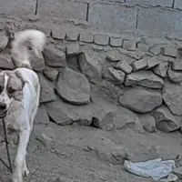 سگ نگهبان قهدرجانی