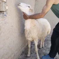 قوچ کر مغانی