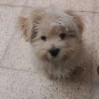 سگ شیتنزو باهوش بازیگوش ۴ ماهه|سگ|کرمان, |دیوار