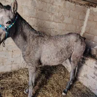 کره مادیان کرد 2 ساله