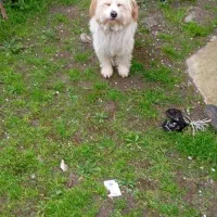 واگذاری سگ|سگ|بندر انزلی, لیچارگی حسن رود|دیوار