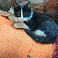 واگذاری گربه های DSH|گربه|دماوند, دماوند|دیوار