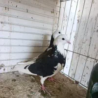 کبوتر پرشی ناب|پرنده|کاشان, امیرکبیر|دیوار