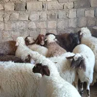 15بره صادراتی|حیوانات مزرعه|سیوان, |دیوار