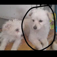 درود ،سگ ماگمشده درپیداکردن آن مارایاری کرده