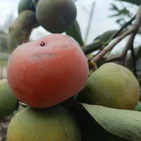 انتقال  وام