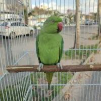 جوجه گرینچیک آناناسی دبل رد و ملنگو|پرنده|رشت, گلسار|دیوار