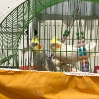 فروش عروس هلندی نر و ماده|پرنده|کرمان, |دیوار