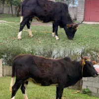 دو گاو شکم دار لوکس ودرجه یک برای خانه دار یا کاسب