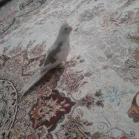 عروس هلندی دوکت