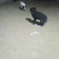 توله نر لاس با مادر ش|سگ|دهاقان, |دیوار