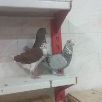 قیمت دوتاش 1میلیون مقطوع|پرنده|مشگین شهر, |دیوار