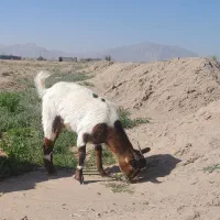 یک عدد کهره پارسال العان هم نزدیک زایدنشه