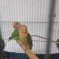 طوطی برزیلی سبز