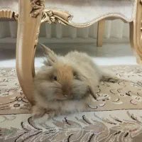 خرگوش لوپ|موش و خرگوش|نهاوند, |دیوار