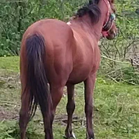 یک راس اسب نریان