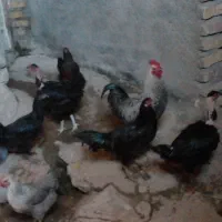 فروش مرغ محلی|حیوانات مزرعه|پیر سلیمان, |دیوار