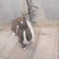 خرگوش نر و ماده|موش و خرگوش|الشتر, |دیوار