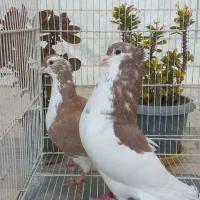 ساده کاکلی|پرنده|بجنورد, |دیوار