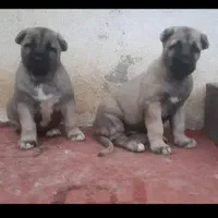 واگزاری ماده سرابی آماده