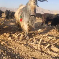 مایل به معاوضه  نیستم|حیوانات مزرعه|فرخ‌شهر, |دیوار
