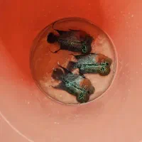 ماهی فلاور|ماهی|قم, سید معصوم|دیوار