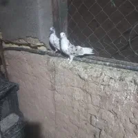 فروش کبوترهای هما و سبز|پرنده|گرمسار, |دیوار