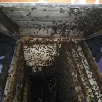 ژل رویال ایرانی  شاه انگبین ، Royal jelly|خوردنی و آشامیدنی|قم, سراجه (۱۵ خرداد)|دیوار