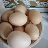 تخم مرغ ارگانیک خانگی|خوردنی و آشامیدنی|نیشابور, کوی یغما|دیوار