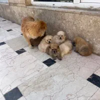 توله های سگ پامر اصل