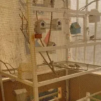 فنچ های مختلف