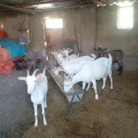 بز ماده اصیل سانن