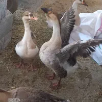 قوغاز اوکراینی