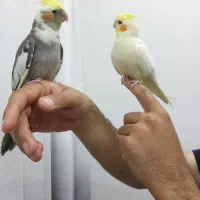 عروس هلندی سخنگو فروش فوری