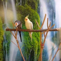 فروش 2 عدد عروس هلندی