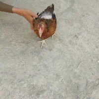 ماکیان پاکستانی