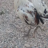 خروس