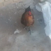 مرغ تخم گذار