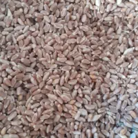 گندم آبی|خدمات باغبانی و درختکاری|تویسرکان, |دیوار