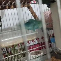 طوطی برزیلی|پرنده|تاکستان, |دیوار