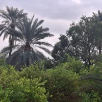کارگر باغ