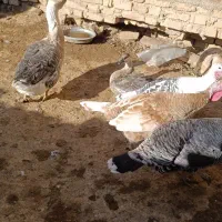 بوقلمون جوان|پرنده|جوین, |دیوار