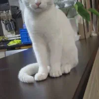 واگذاری حیوان خانگی