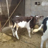 گاو شیری داشتی