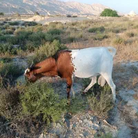 سومال