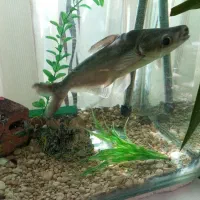 ماهی|ماهی|فلاورجان, |دیوار