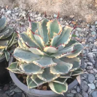 گیاهان اپارتمانی و کلکسیونی|گل و گیاه طبیعی|صفادشت, |دیوار